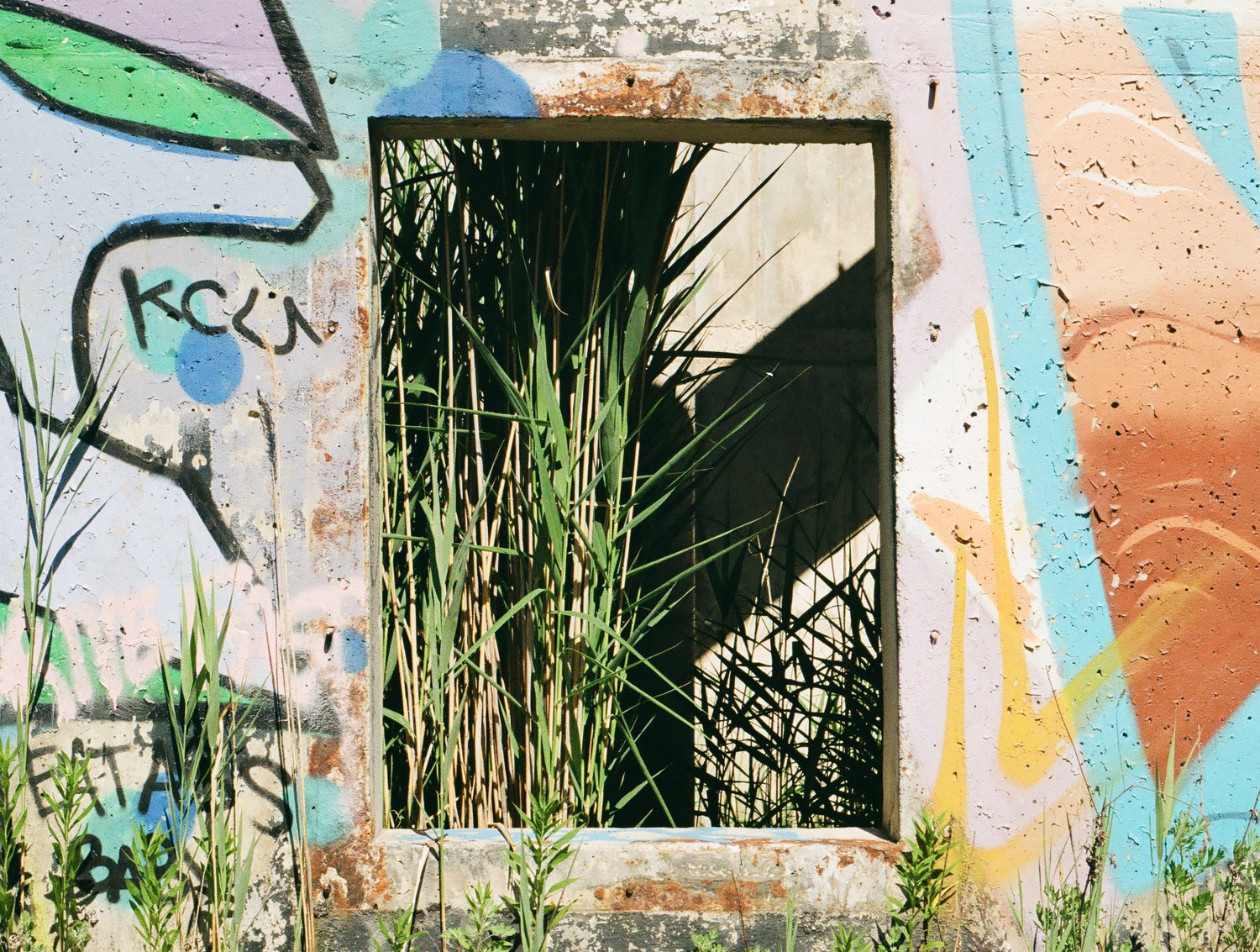 A graffitied concrete wall, with an empty window displaying wild plants