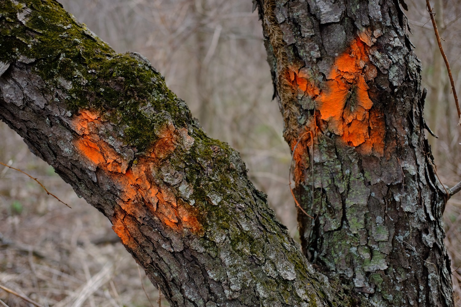 A tree with two trunks, spray painted with orange Xs