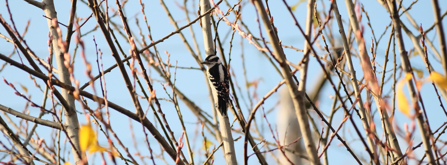 A woodpecker perched in the branches of a tree
